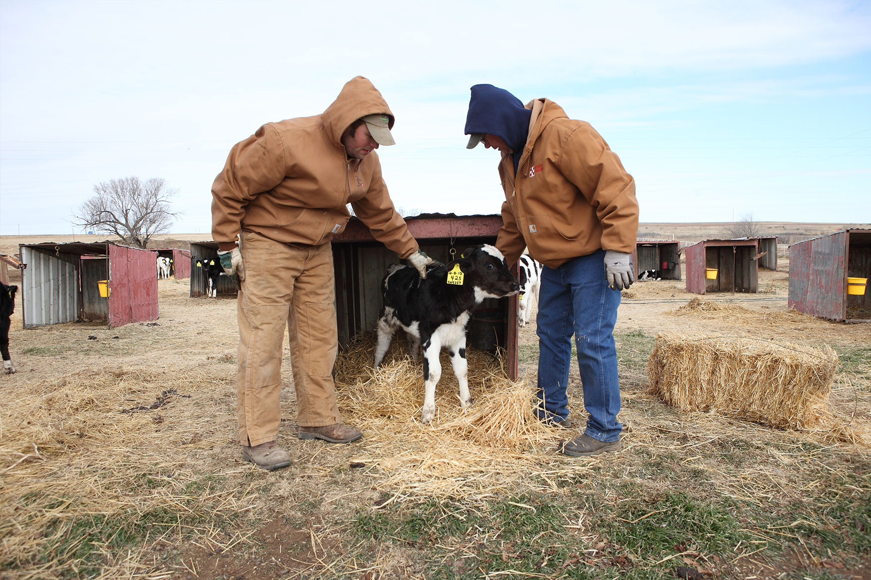 Checking on a calf at Scott Berend Dairy.