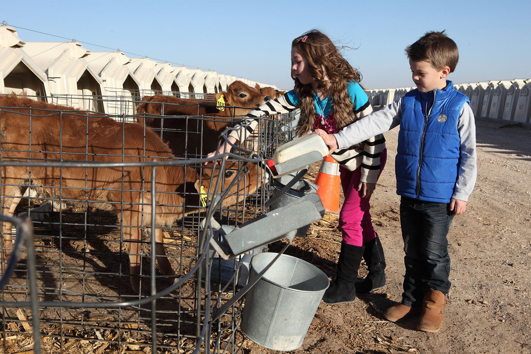 The Ballou kids help give bottles to the dairy's calves.