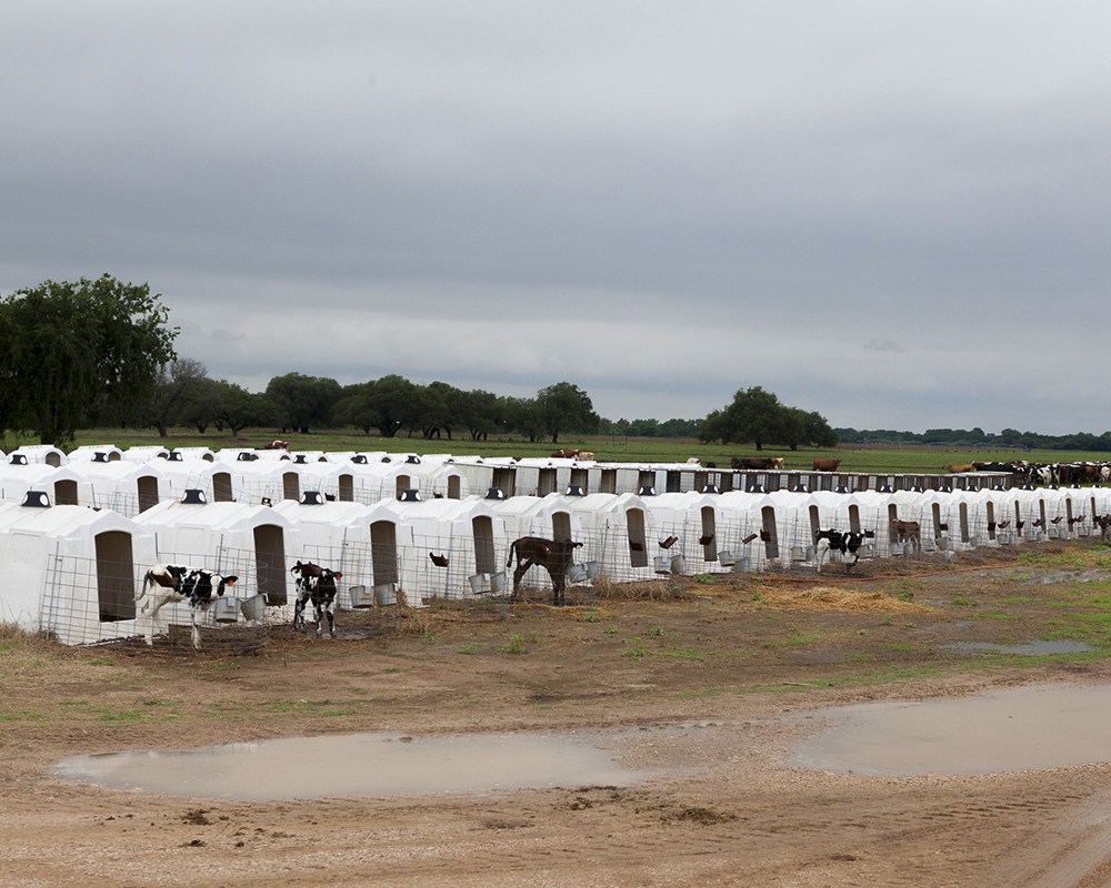 Calves who receive individual care at Bentwood Dairy.