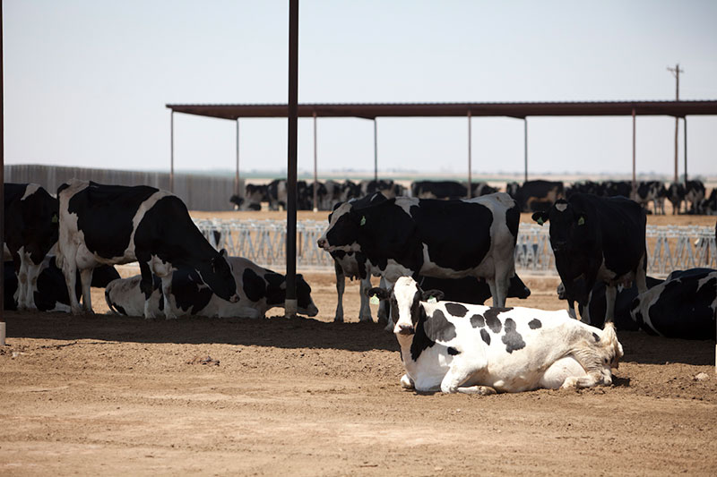A Holstein cow enjoys the sun on a dry lot at A-Tex Dairy.