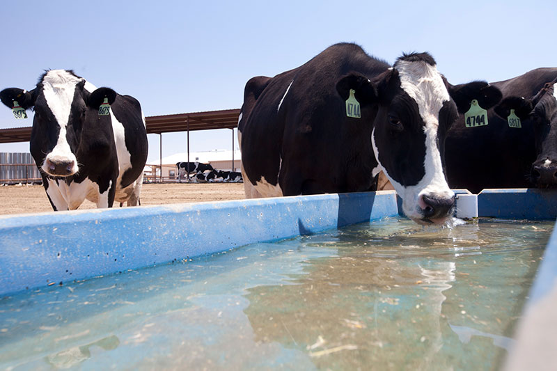 Cows enjoying a cool drink of water at A-Tex Dairy.