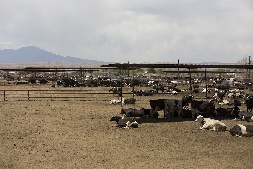A dry lot dairy full of cows resting in New Mexico.