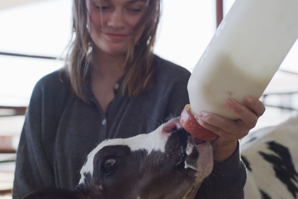 Olivia Dinis feeds a young calf on the dairy.