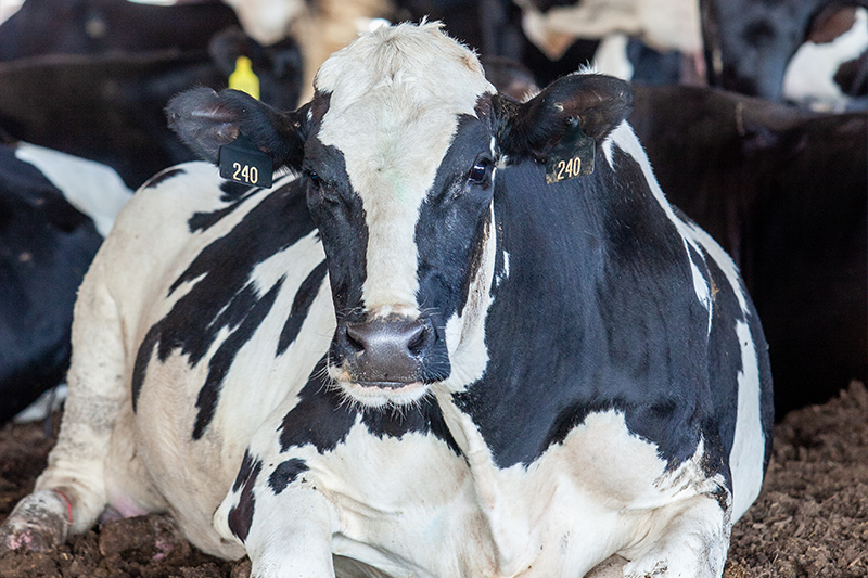 Holstein Heifer at Legacy Farms
