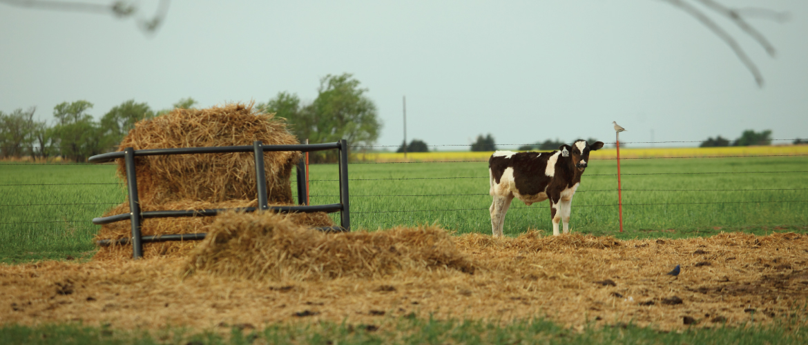 a Holstein cow standing on straw