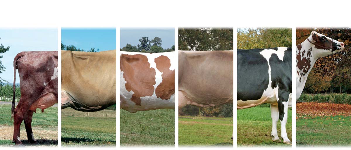 Name That Cow: The 6 Great Dairy Breeds
