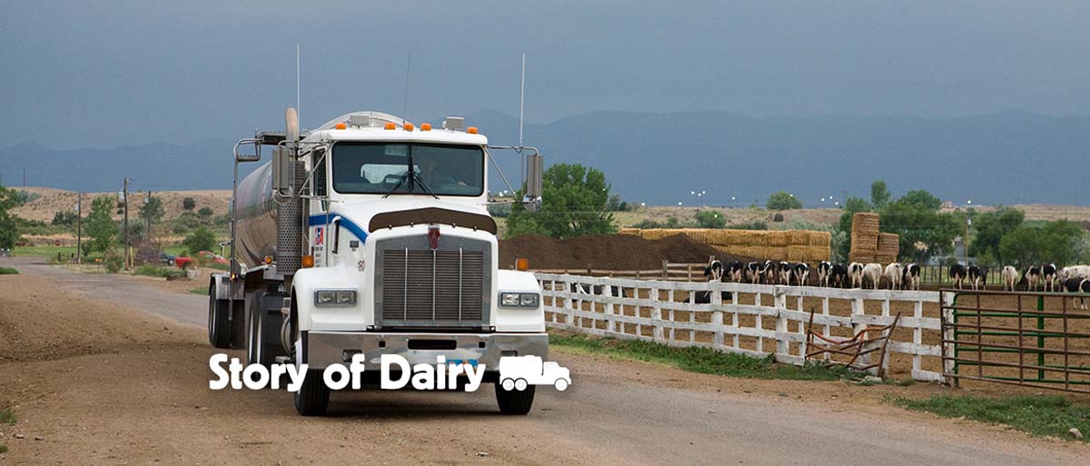 The Story of Dairy: Transporting Milk