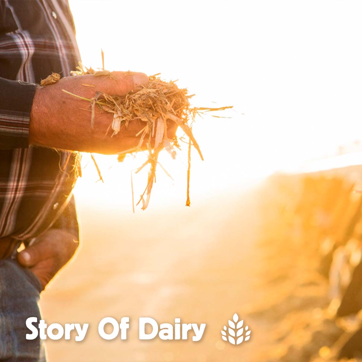 The Story of Dairy: Caring for the Cows Who Make Your Milk