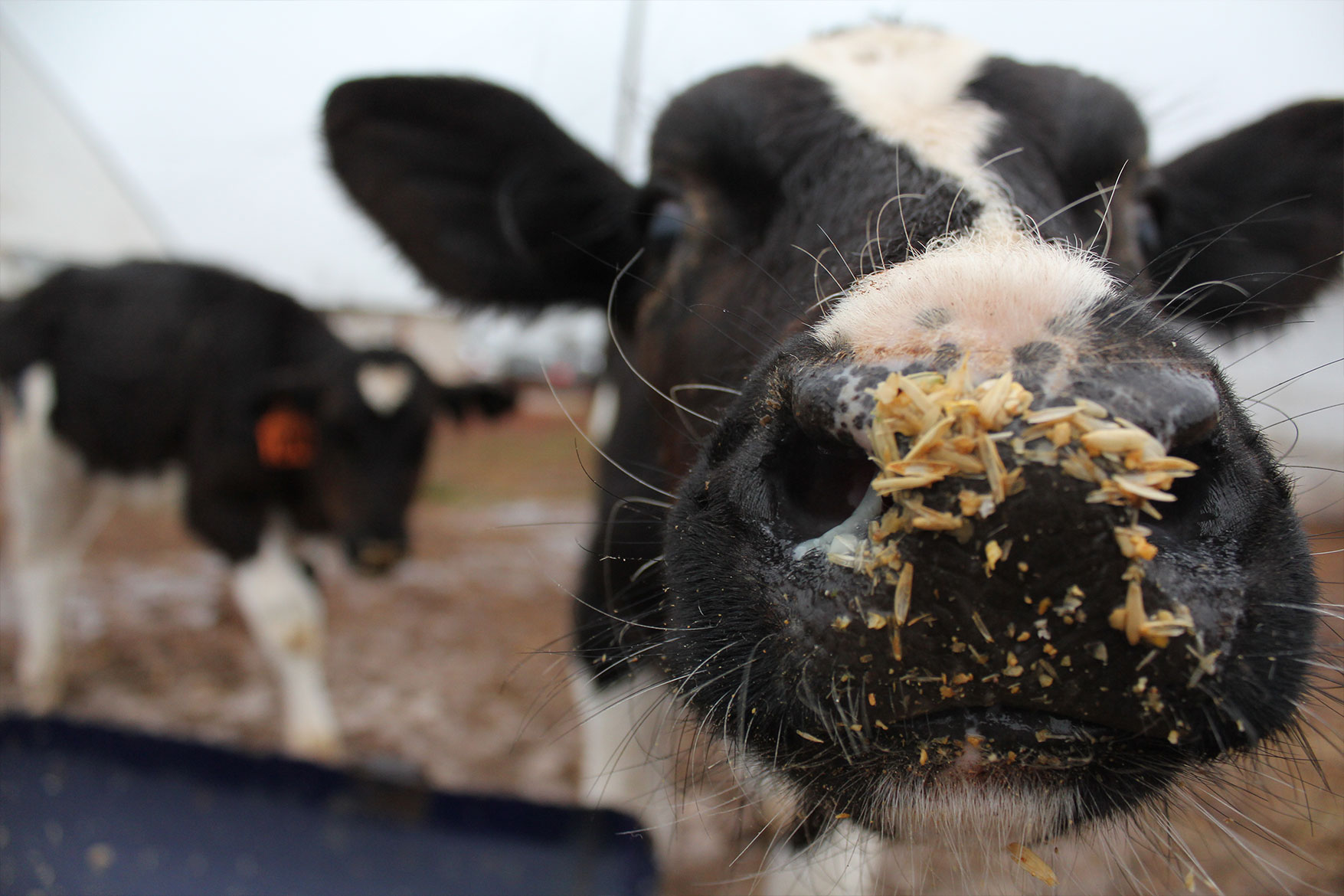 A calf at M6 Dairy sniffs the camera.