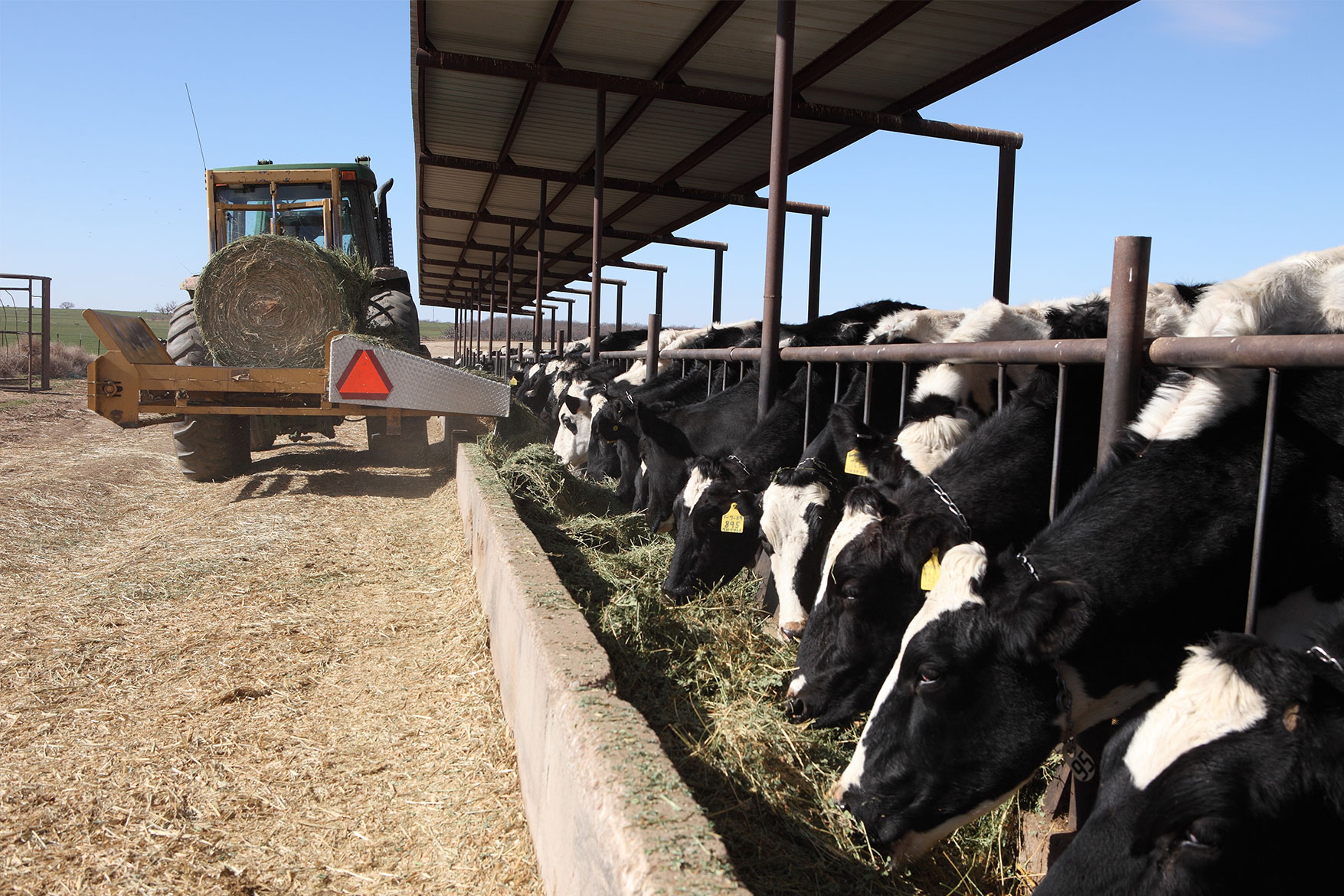 Holsteins enjoying fresh feed at the dairy farm.