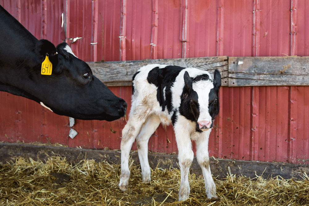 A cow checks out a newly born calf.