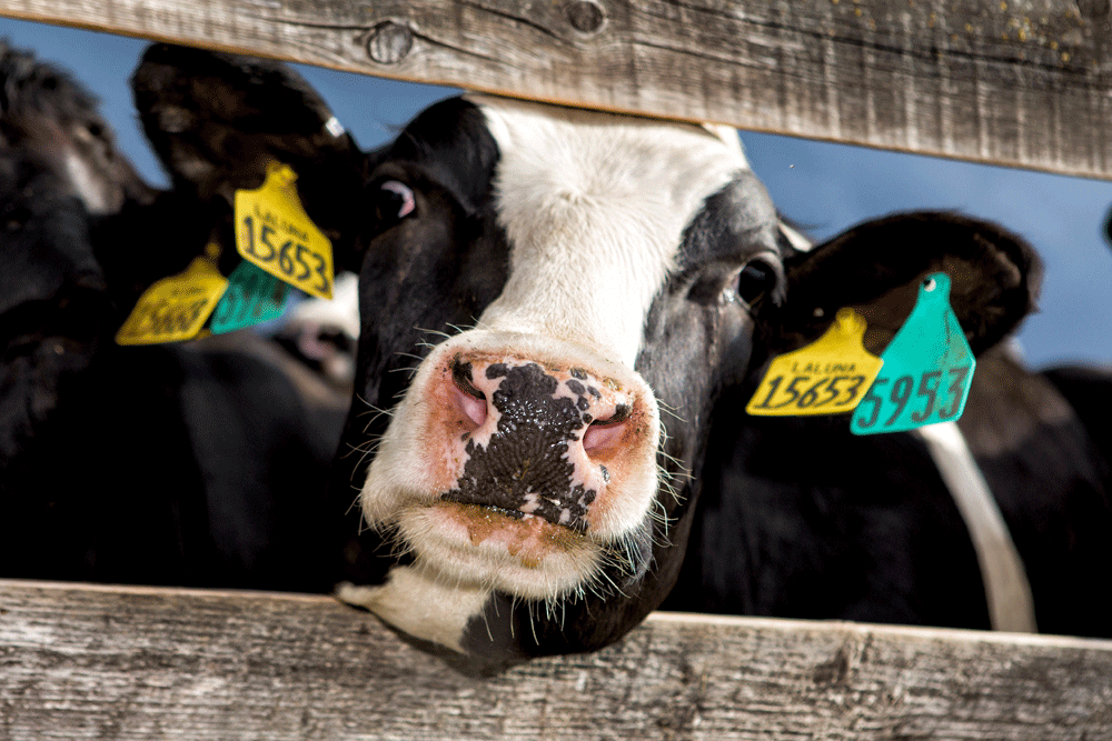A Holstein calf looks through the fence to see our photographer.