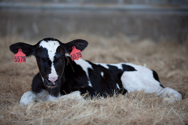 A Holstein calf rests in straw bedding.