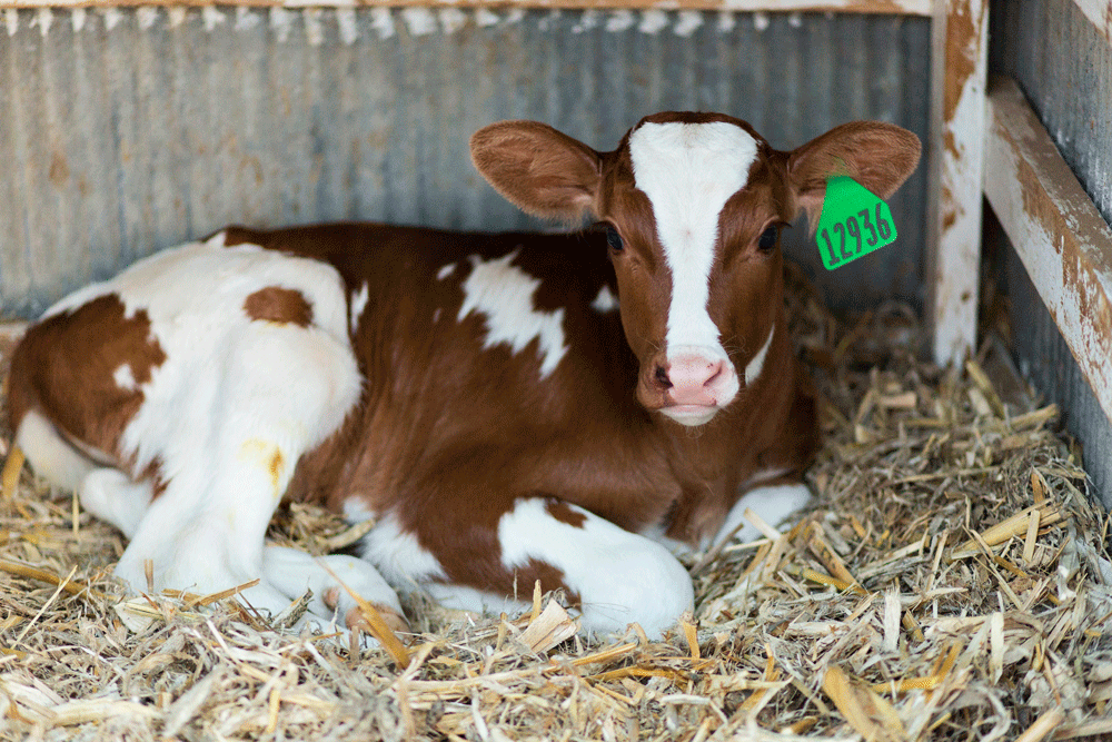 A red and white Holstein calf enjoying her bed.