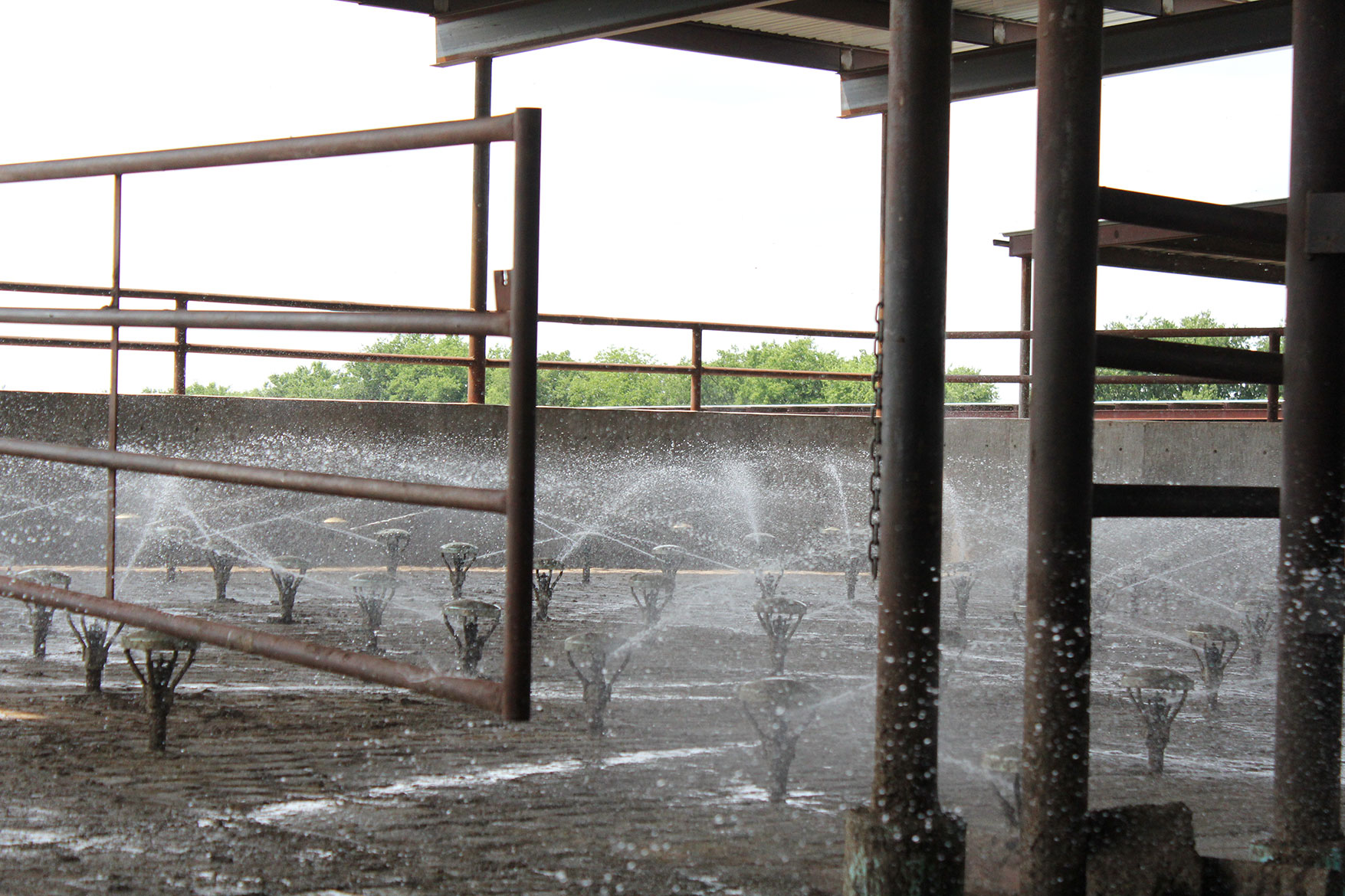 A foot bath at the dairy farm ensures the cows' hooves stay clean and healthy.