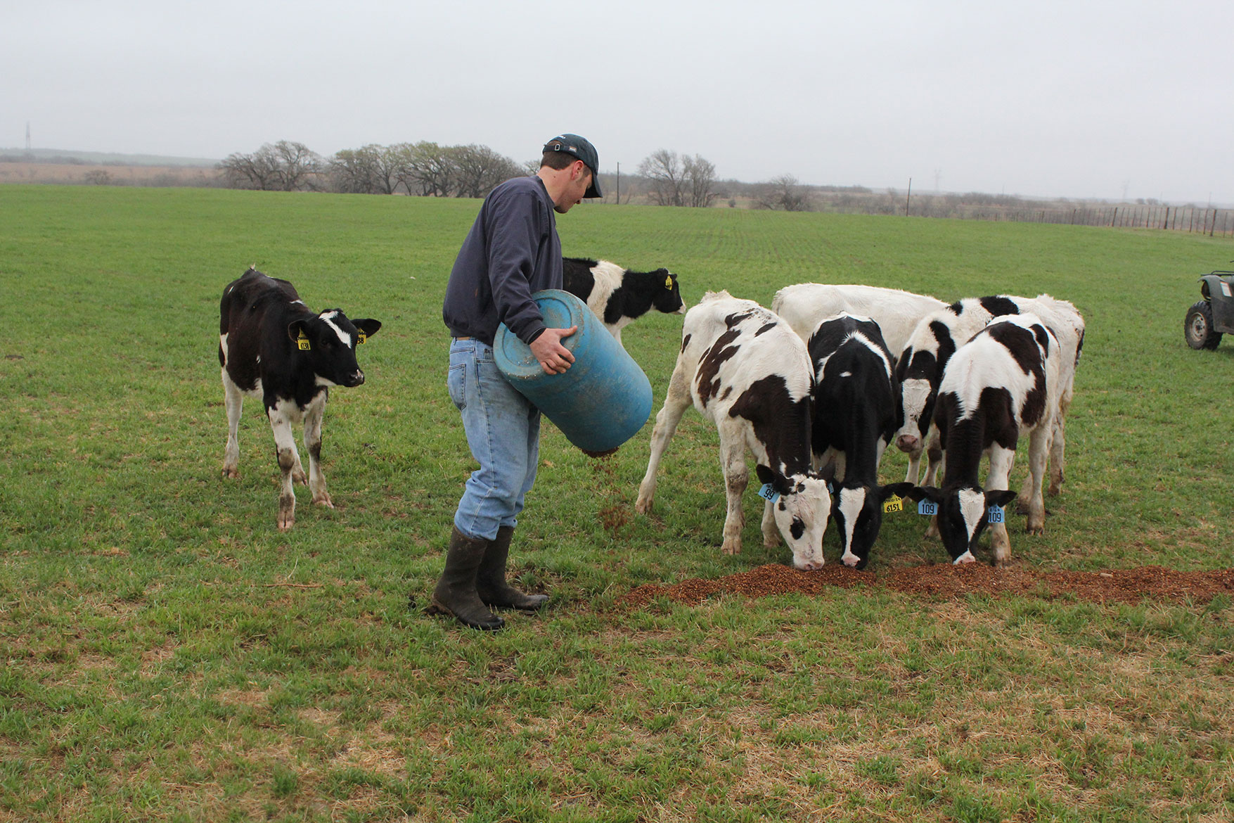 Feeding the heifers on pasture some extra grain.