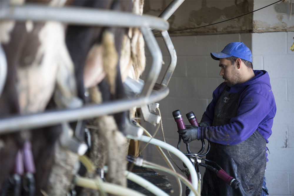 A milker gets ready to attach the milking machine at Jones Dairy.