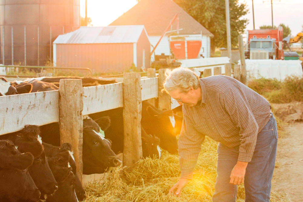 Robert Foss takes a look at the feed the cows are enjoying as the sun sets.