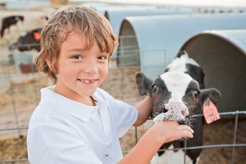The Koolstras youngest son playing with a dairy calf.