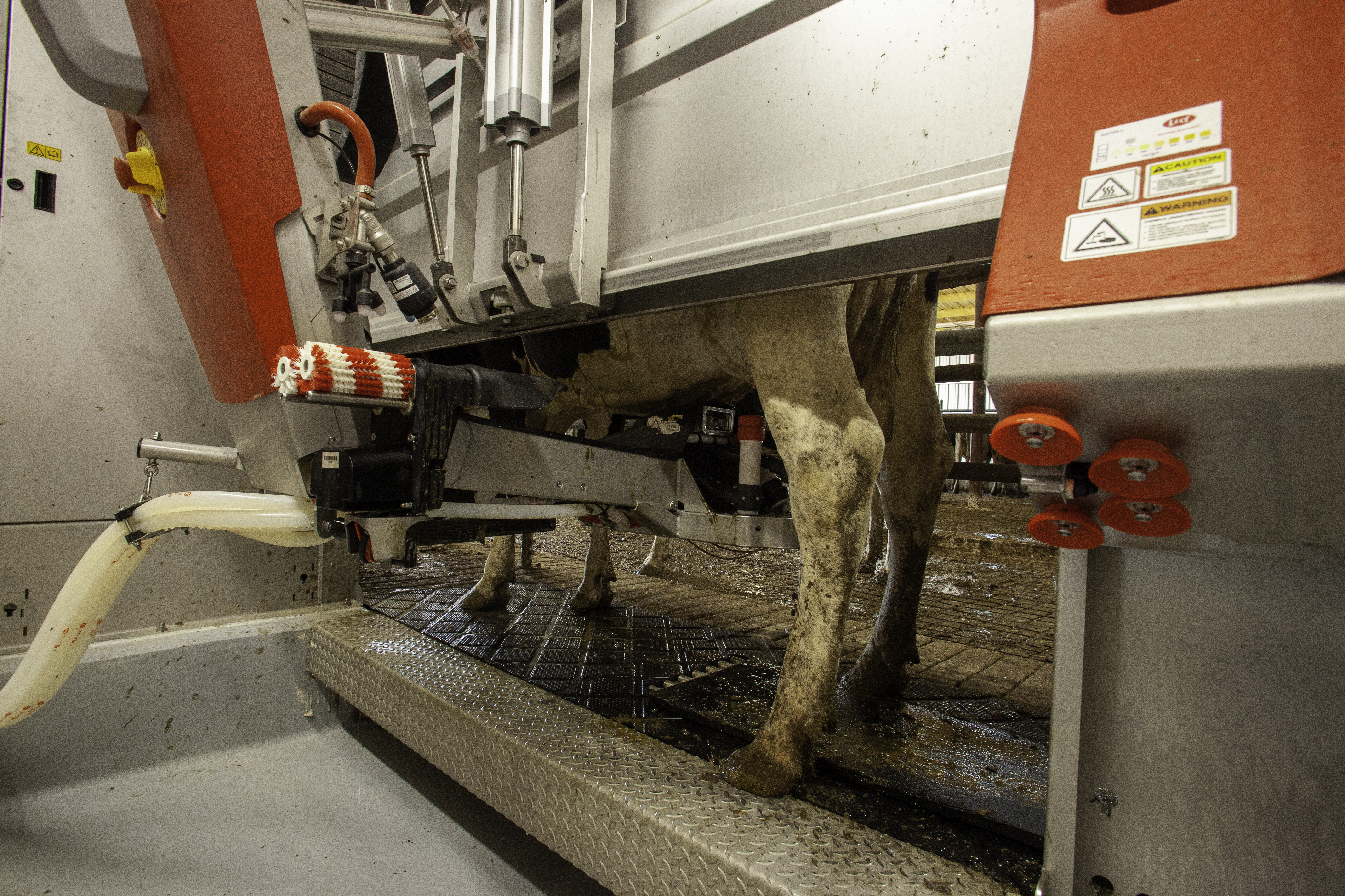 A robotic milker milks one of the cows at T & K Dairy.