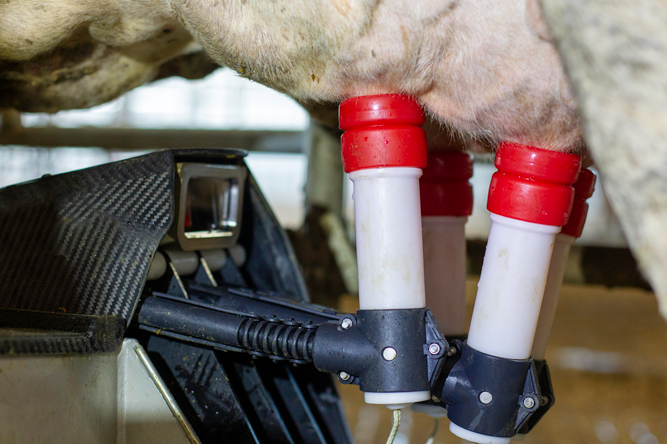 A robotic milker gently milks a cow.