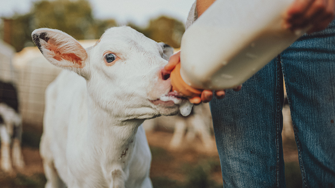 Feeding calf