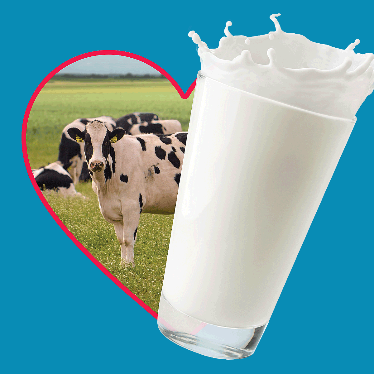Cow and glass of milk in a heart