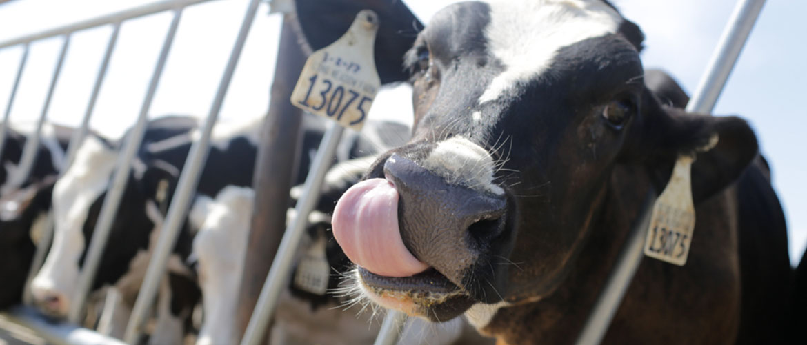 dairy cow licking its face