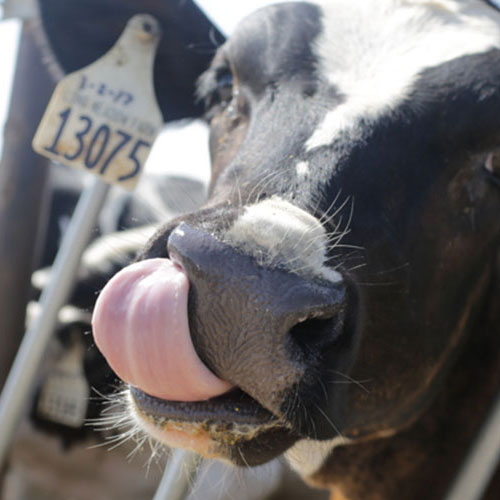 dairy cow licking its face