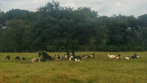 Cows relax in field at Kainer Dairy in Weimar, Texas.