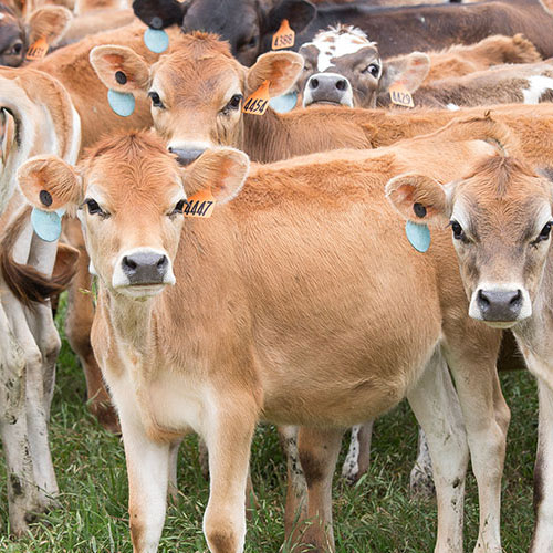 Six Dairy Adorable Calves