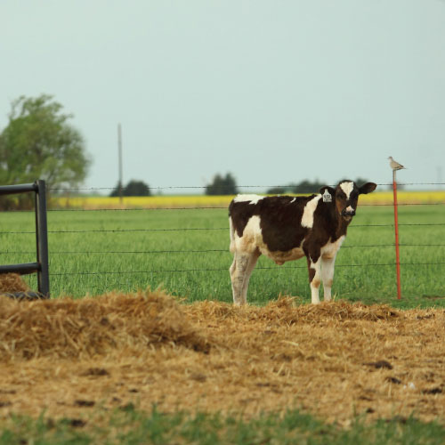 a Holstein cow standing on straw