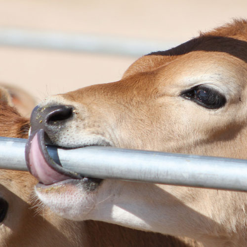 10 Ways Dairy Cows Have It Made