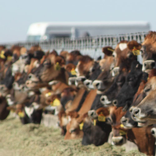 How Dairy Cows Fuel up Like Marathon Runners