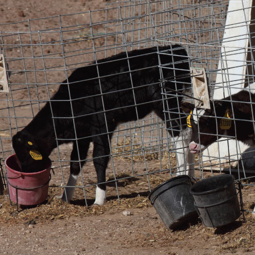 calves in hutches eating