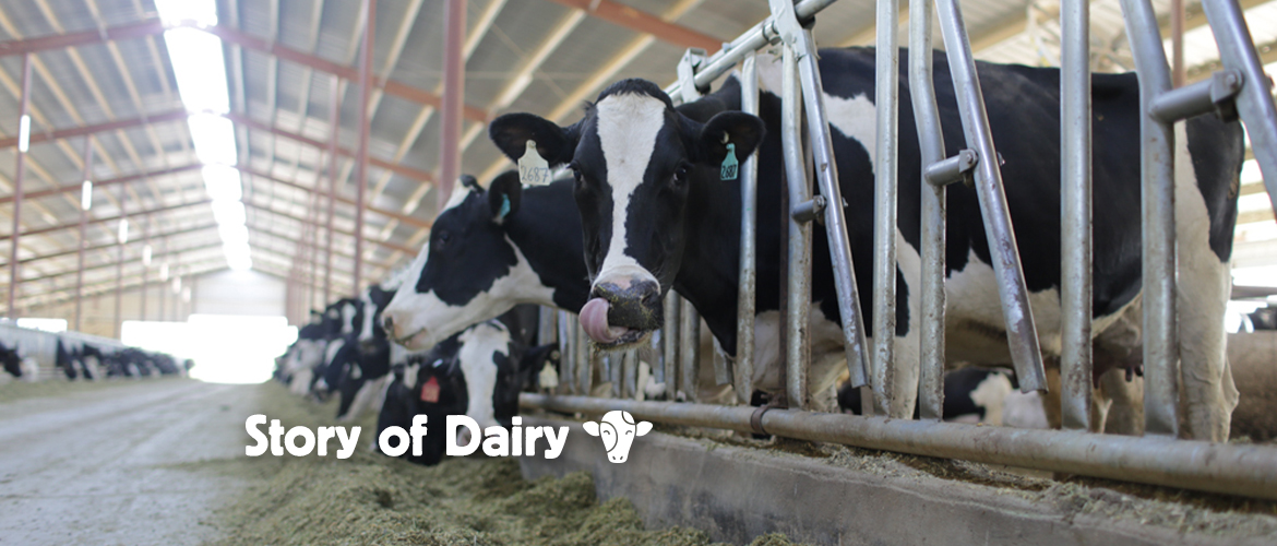 The Story of Dairy: Caring for Cows Who Make Your Milk
