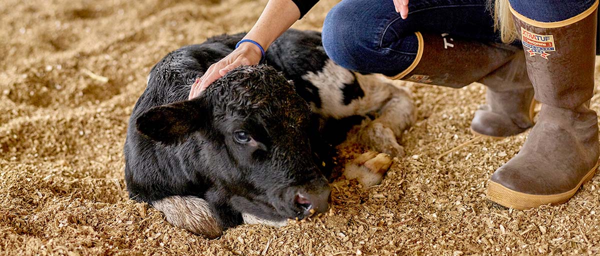 Why Dairy Farmers Take Great Care of Their Calves | Dairy Discovery Zone
