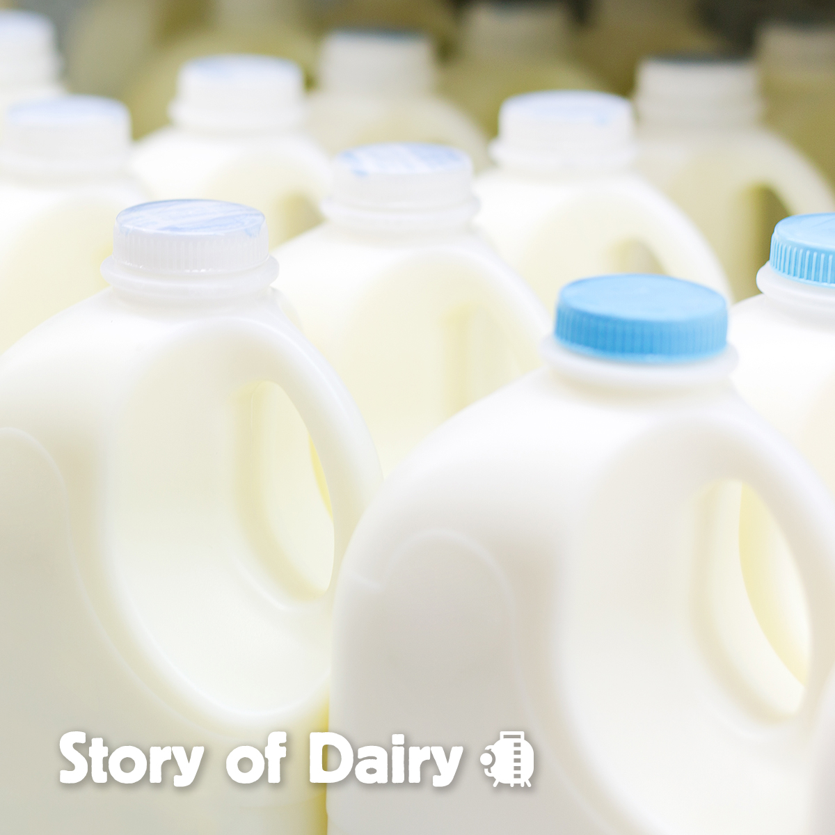 The Story of Dairy: What Happens When We Process Milk