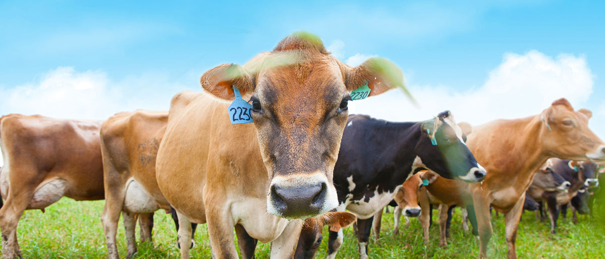 4 More Truths About Dairy Myths