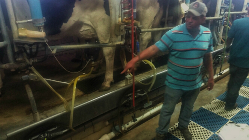 Farmer discussing the milking process on Kainer Dairy Farm in Weimar, Texas.