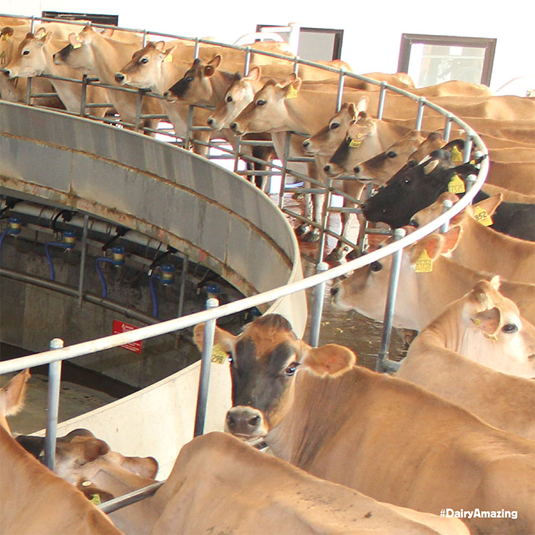Dairy MAX - Cow Playground
