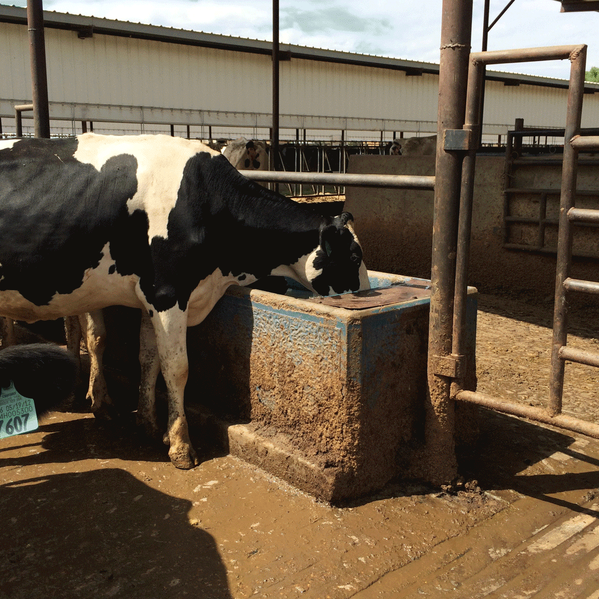 holstein cow drinking water