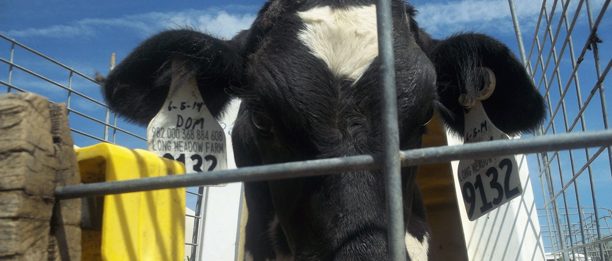 calf on a dairy farm