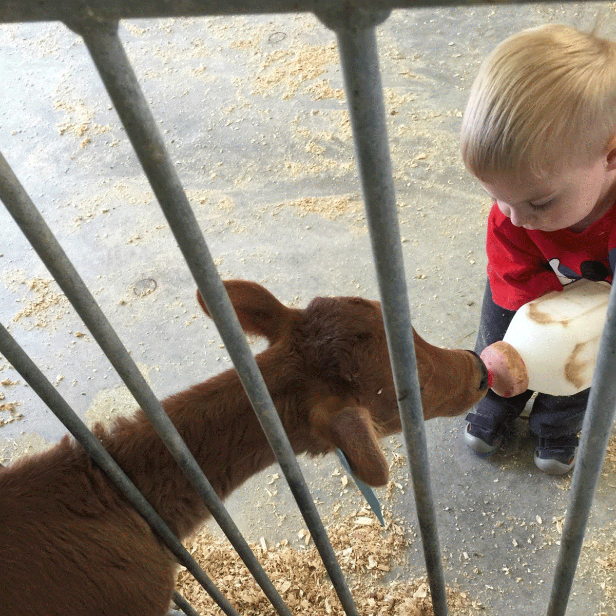little boy feeding a jersey calf